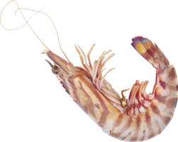 animals & Shrimps free transparent png image.