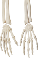 people & Skeleton free transparent png image.