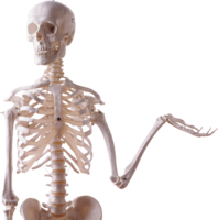 people & Skeleton free transparent png image.