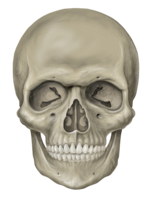 people & Skeleton free transparent png image.