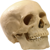 people & Skull free transparent png image.