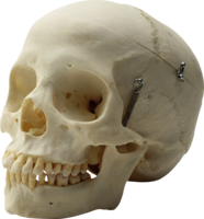 people & Skull free transparent png image.