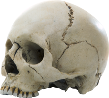 people & Skull free transparent png image.