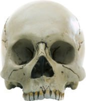 people & skull free transparent png image.