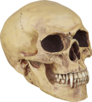 people & skull free transparent png image.