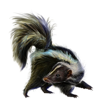 animals & Skunk free transparent png image.