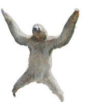 animals & Sloth free transparent png image.