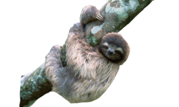 animals & sloth free transparent png image.