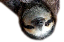 animals & Sloth free transparent png image.