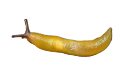 insects & slug free transparent png image.