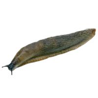 insects & slug free transparent png image.