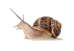 animals & Snails free transparent png image.