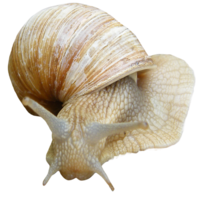 animals & snails free transparent png image.