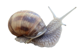 animals & snails free transparent png image.