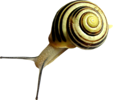 animals & snails free transparent png image.