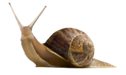 animals & snails free transparent png image.