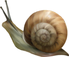 animals & snails free transparent png image.