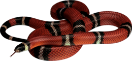 animals&Snake png image.