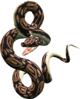 animals & Snake free transparent png image.