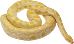 animals & Snake free transparent png image.