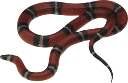 animals & snake free transparent png image.