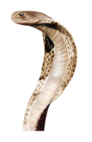 animals & snake free transparent png image.