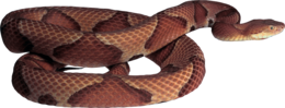 animals & Snake free transparent png image.