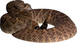 animals & Snake free transparent png image.