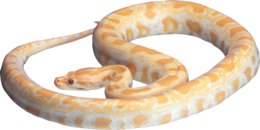 animals & snake free transparent png image.