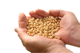 vegetables & Soybean free transparent png image.