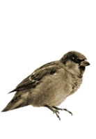 animals&Sparrow png image.