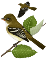 animals & sparrow free transparent png image.