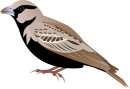 animals & sparrow free transparent png image.