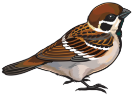 animals & Sparrow free transparent png image.