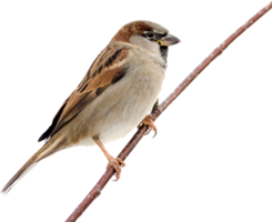 animals & Sparrow free transparent png image.