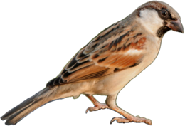 animals & sparrow free transparent png image.