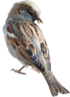 animals & Sparrow free transparent png image.