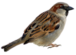 animals & Sparrow free transparent png image.