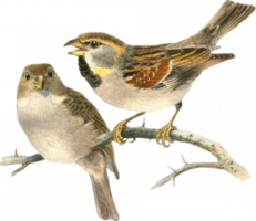 animals & Sparrow free transparent png image.