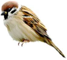 animals & sparrow free transparent png image.