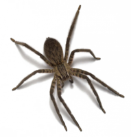 insects & Spider free transparent png image.