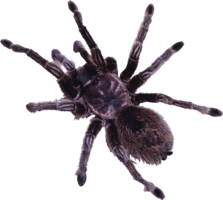 insects & Spider free transparent png image.