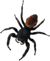 insects & spider free transparent png image.