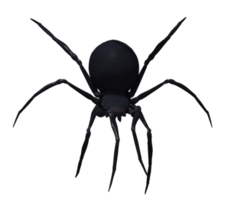 insects & Spider free transparent png image.