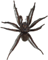 insects & spider free transparent png image.