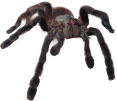 insects & spider free transparent png image.