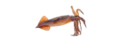 animals & squid free transparent png image.