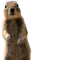 animals & Squirrel free transparent png image.