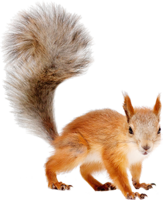 animals & Squirrel free transparent png image.