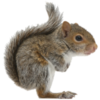 animals & Squirrel free transparent png image.